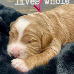Pink Male - Apricot male Goldendoodle puppy in Great Falls, Montana from Montana Goldendoodles