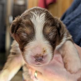 Epona - Red tri-color female Australian Shepherd puppy in Woodinville, Washington from Cornerstone Australian Shepherds