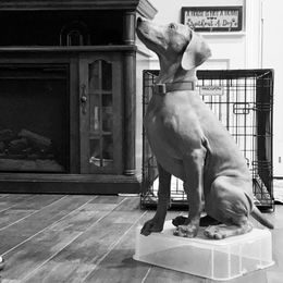 German Shorthaired Pointer and Weimaraner Puppies from SilverBay GunDogs
