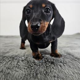 Black and tan female - Black and tan female Dachshund puppy in Belle Rive, Illinois from Akin's Miniature Dachshunds, LLC