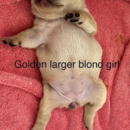 French Bulldog Puppies from Lazy Daisy