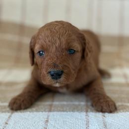 Autumn - Red  female Goldendoodle puppy in Strasburg, Virginia from Shenandoah Valley Doodles