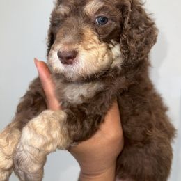 Macaroon - Poodle puppy from Garden Of Poodles