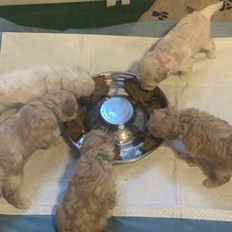 Poodle Puppies from Diaz Poodles