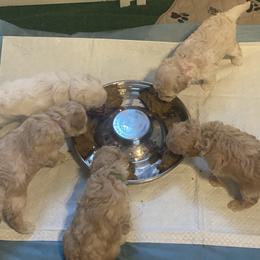 Poodle Puppies from Diaz Poodles