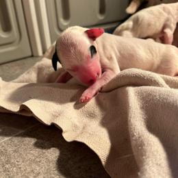 Boy 5 - White and black male Dalmatian puppy in Claremore, Oklahoma from Lotsofdots Dalmatians
