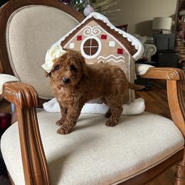 Lina - Red  female Goldendoodle puppy in Mint Hill, North Carolina from DoodleForever