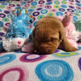 Bashful - Yellow male Labrador Retriever puppy in Bemidji, Minnesota from Northern Star Elite Quality Labrador Retrievers