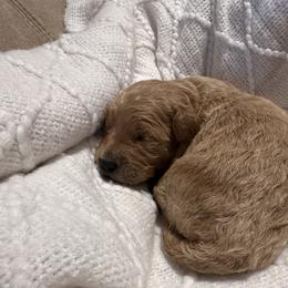 Benny - Apricot male Goldendoodle puppy in Graham, North Carolina from Geise Meadow Doodles