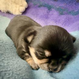 AKC Sophie 4300.00 - Black and tan female Chihuahua puppy in Northern, Colorado from Wild Mountain Chihuahuas