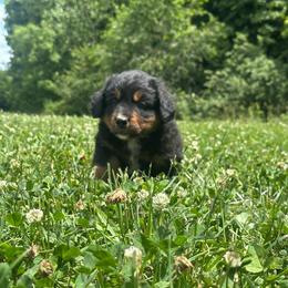 Furbie - Black and rust male Bernese Mountain Dog puppy in Dundee, Ohio from Steinhaus Dogs