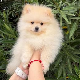 Messi - Cream male Pomeranian puppy in Los Angeles, Santa Clarita, California from LT_Poms