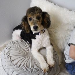 Dax - Poodle