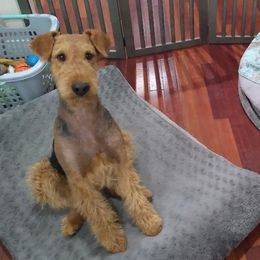 LeeLoo - Airedale Terrier