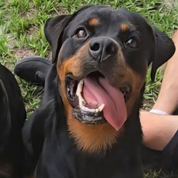 Xylia Just The Thing - Black and tan female Rottweiler puppy in Lake City, Florida from Haus Der Wut Kennels