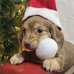 Girl 2 - Chocolate and cream female Dachshund puppy in Somerset, Pennsylvania from Rae’s Dapper Dachshunds