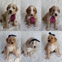 Goldendoodle Puppies from Rolling Oak Doodles