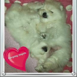Pomeranian Puppies from The Bomb Poms
