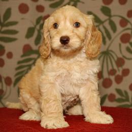 Reed - Caramel ice male Australian Labradoodle puppy in Stanwood, Washington from Victoria Creek Australian Labradoodles