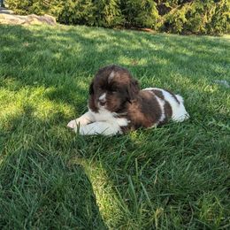 Paige - White and brown female Newfoundland puppy in Sugarcreek, Ohio from Wrinkles Rare Newfoundlands