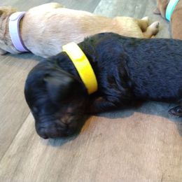 Labradoodle Puppies from Sakura Pups