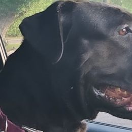 Amina - Cane Corso