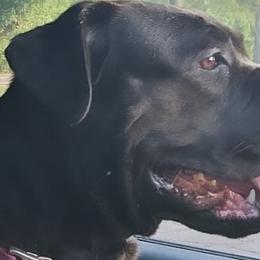 Amina - Cane Corso