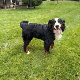 Lila - Bernese Mountain Dog