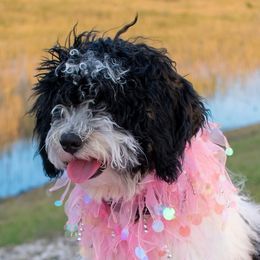 Goldendoodles from Florida's Itzadoodle Goldendoodles