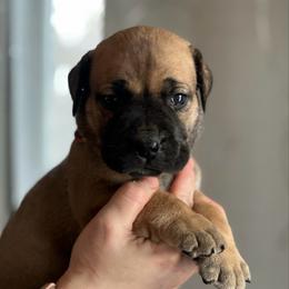 Rainbow Collar Fawn Female - Fawn female Boerboel puppy in Wasilla, Alaska from Northland Boerboels