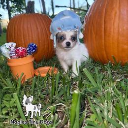 Gargamel - Merle male Chihuahua puppy in Naples, Florida from Naples Tiny Dogs
