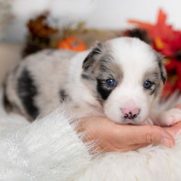 Tansy - Blue merle female Border Collie puppy in Conway, Missouri from 2J 2K Border Collies | Maremma Sheepdogs
