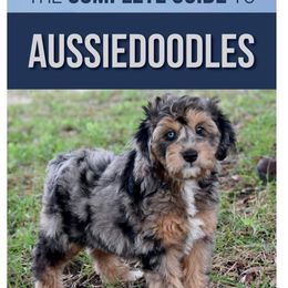 Aussiedoodle Puppies from Pecan Place Aussiedoodles