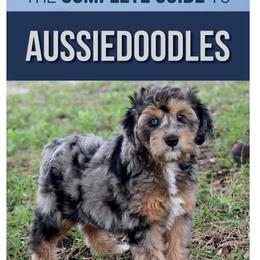 Aussiedoodle Puppies from Pecan Place Aussiedoodles
