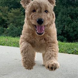 Goldendoodles from NC Mountaindoodles