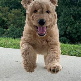 Goldendoodles from NC Mountaindoodles