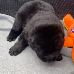 Boy 7 - Black male German Shepherd puppy in Sharon Grove, Kentucky from Julie’s Shepherds