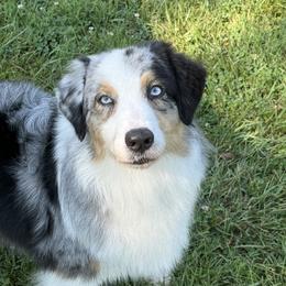 Australian Shepherd puppies from Silverstone Kennel