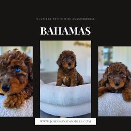 Bahamas - Red merle male Aussiedoodle puppy in North Royalton, Ohio from Johnson's Doodles