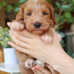 Sunny - Apricot male Goldendoodle puppy in Salado, Texas from Red Ranch Dogs