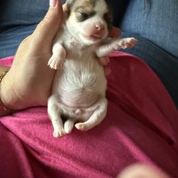 Chihuahua Puppies from Princess Paws LLC