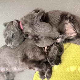 Xena - Black female Giant Schnauzer puppy in Noblesville, Indiana from Stratton House Kennels
