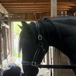 Great Dane All Grown Up from Gresko Danes