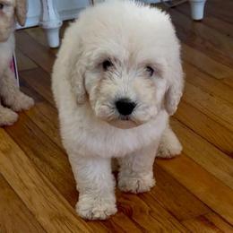 Bat-Man - Cream male Goldendoodle puppy in Pensacola, Florida from Goldendoodles Love You in Pensacola Friend Edition