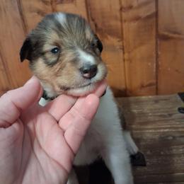 Boy 1 - Sable and white male Collie puppy in Montpelier, Virginia from Gun Barrel Collies