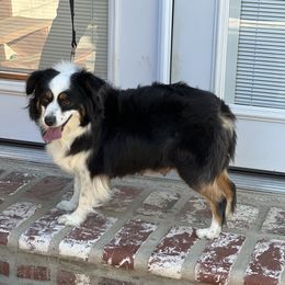 Paisley - Miniature Australian Shepherd