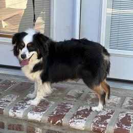 Paisley - Miniature Australian Shepherd