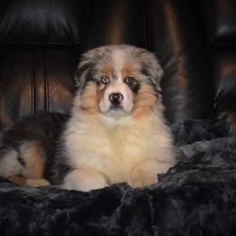 Australian Shepherd Puppies from Platinum Edition