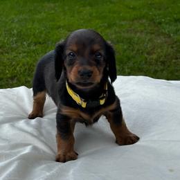 Mary J - Red female Dachshund puppy in Athens, Alabama from Weidenthal Dachshunds