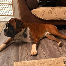 Boxer puppies from Pawsitively Amazing Boxers LLC